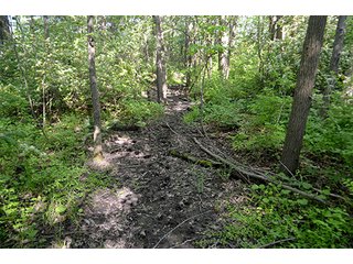 Property photo 9 - LAND AUCTION - 215+/- ACRES OFFERED IN 6 TRACTS IN VAN WERT COUNTY, OHIO